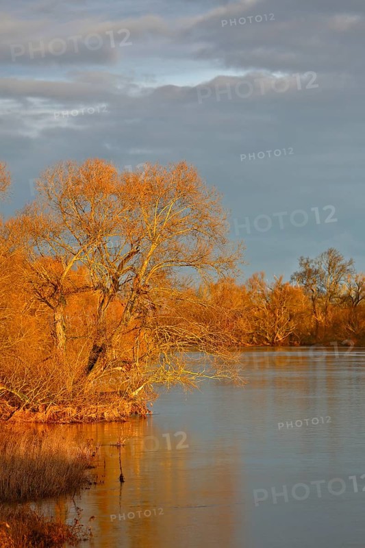 Mulde near Dessau in the morning, morning atmosphere at the Mulde, View from the hunting bridge near Dessau over the river Mulde, Biosphere Reserve Middle Elbe, Dessau-Roßlau, Saxony-Anhalt, Germany, Europe