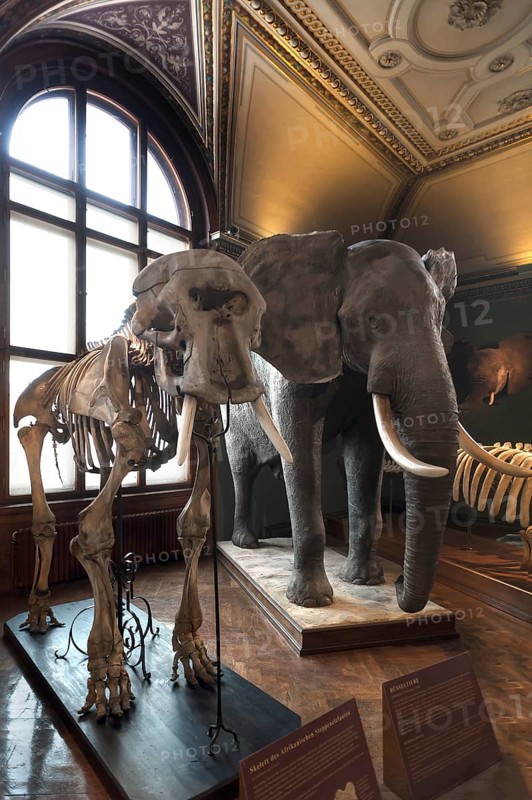 African elephant (Loxodonta africana) and skeleton, Narurhistorisches Museum, opened 1889, Vienna, Austria, Europe