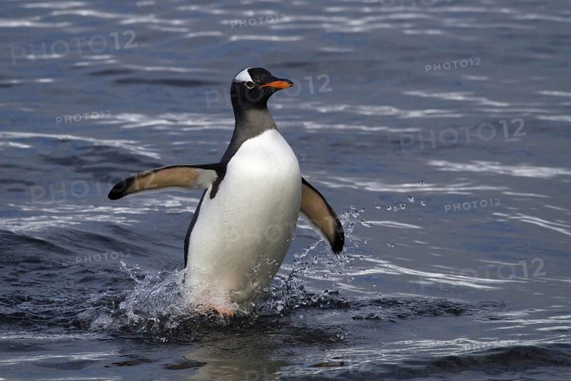 Gentoo penguin (Pygoscelis papua), on Sounders Island, Falkland Islands, Antarctica, walks out of the water onto land, Falkland Islands, Antarctica, South America