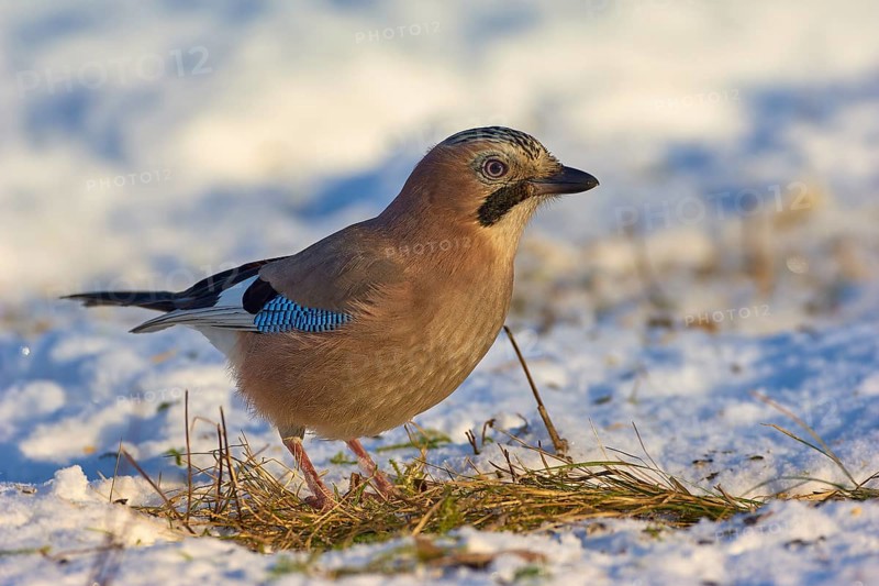 Eurasian jay (Garrulus glandarius), standing in snowy terrain and inspecting the surroundings, a typical winter bird in a natural environment, Odenwald, Hesse, Germany, Europe