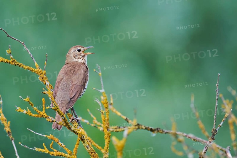 Song thrush (Turdus philomelos), Lower Saxony, Germany, Europe