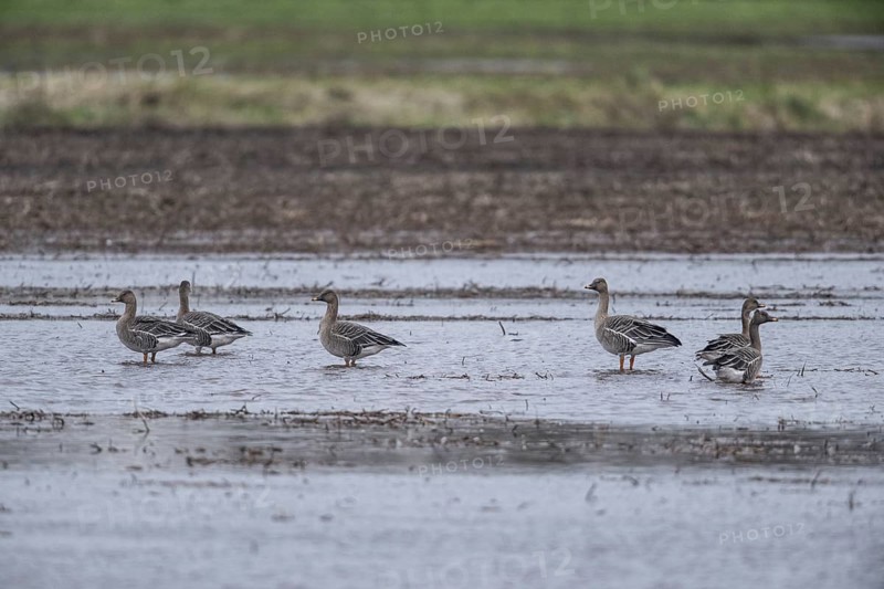 Bean Geese (Anser fabalis), Emsland, Lower Saxony, Germany, Europe