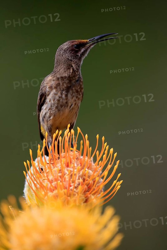 Cape Honeybird (Promerops cafer), adult, male, on flower, Protea, singing, Kirstenbosch Botanical Gardens, Cape Town, South Africa, Africa
