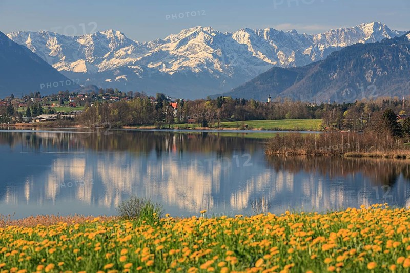 Mountains reflected in lake, dandelion flower meadow, sunny, Riegsee, Murnau, behind Alpspitze, Zugspitze, Wetterstein range, Bavaria, Germany, Europe