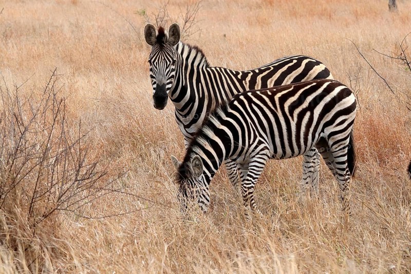 Burchell's zebra (Equus quagga burchelli), Burchell's zebra, adult, two animals, feeding, Kruger National Park, Kruger National Park, Kruger National Park South Africa