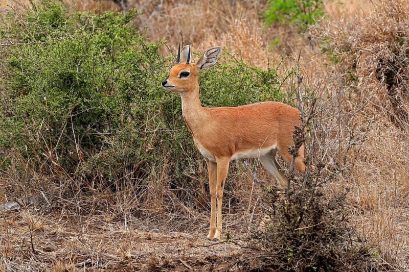 Steenbok (Raphicerus campestris), adult, male, foraging, vigilant, dwarf antelope, Kruger National Park, Kruger National Park, Kruger National Park South Africa