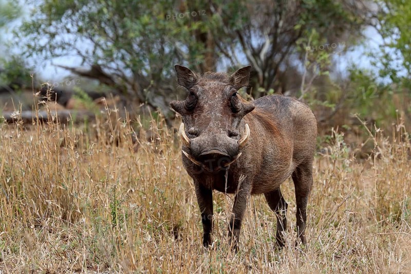 Warthog (Phacochoerus africanus), adult, foraging, alert, Kruger National Park, Kruger National Park, Kruger National Park South Africa