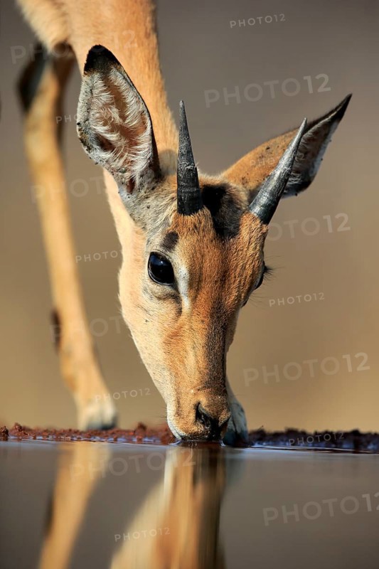 Black Heeler Antelope (Aepyceros melampus), young male, at the water, drinking, portrait, Kruger National Park, Kruger National Park, Kruger National Park South Africa