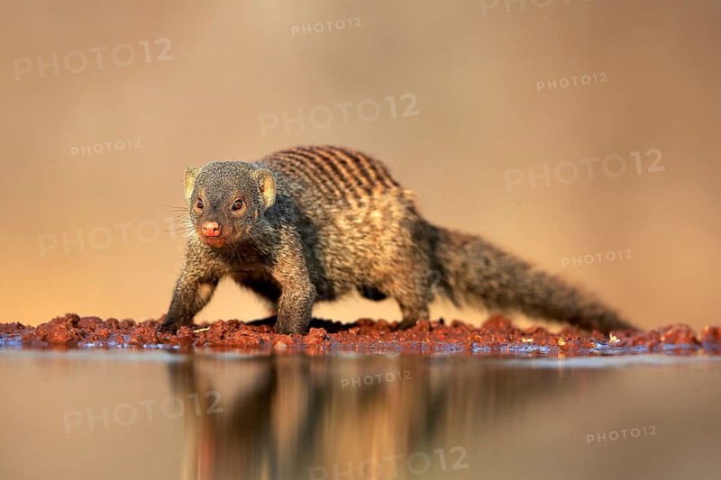 Zebra mongoose (Mungos mungo), adult, at the water, Kruger National Park, Kruger National Park, Kruger National Park South Africa