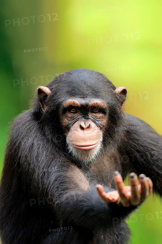 Chimpanzee (Pan troglodytes troglodytes), subadult, half-grown, begging, portrait