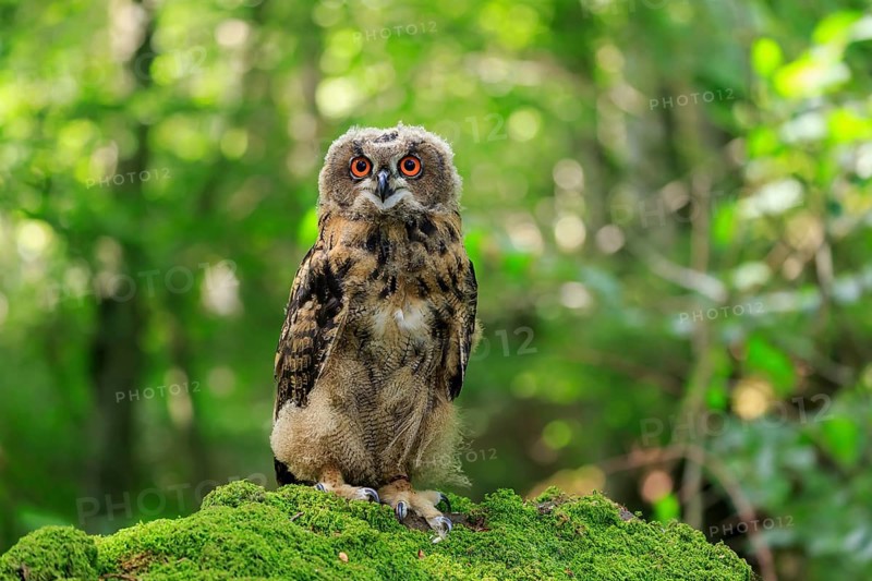 Eurasian Eagle-owl (Bubo bubo), juvenile, subadult, sitting on rocks, attentive, Eifel, Germany, Europe
