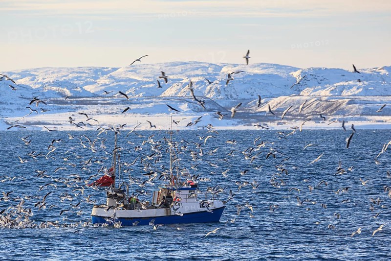 Fishing boat, fishing, fishing, seagulls, sea, wind, mountains, sunny, Varanger Peninsula, Norway, Europe