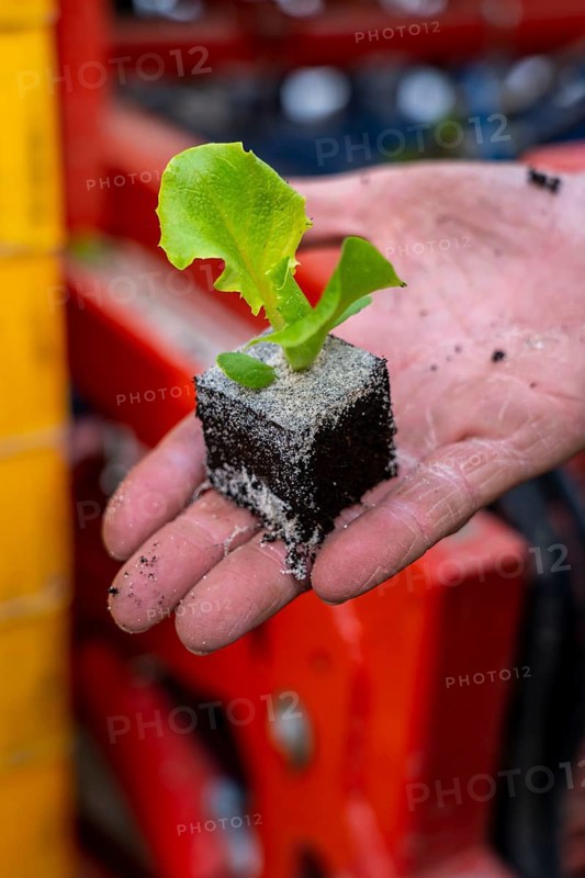 Lettuce plants, in press pots, they are planted in a field with a planting machine, agriculture, spring