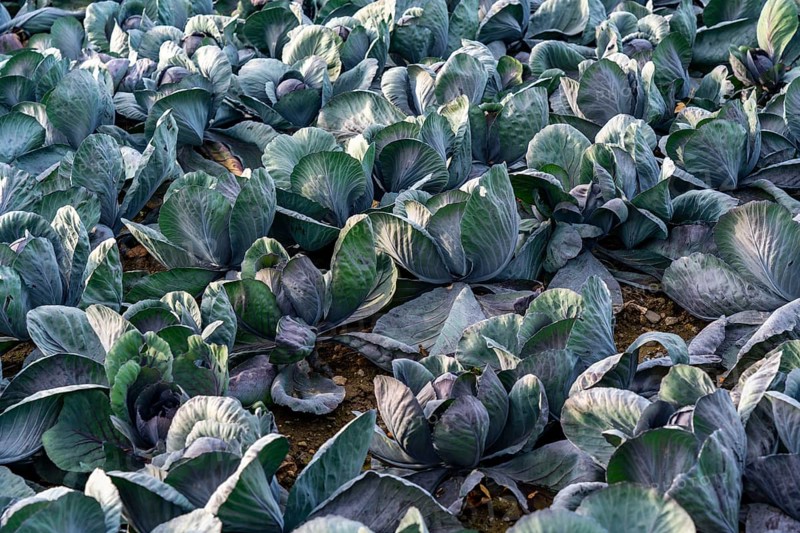 Red cabbage field, growing area in the south of Düsseldorf, Volmerswerth district, on the Rhine, North Rhine-Westphalia, Germany, Europe