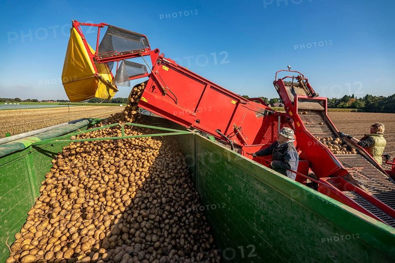 Potato harvesting, so-called split harvesting method, first the tubers are taken out of the ground with a row planter, then, after a short drying phase, collected with a bunker harvester and loaded, North Rhine-Westphalia, Germany, Europe