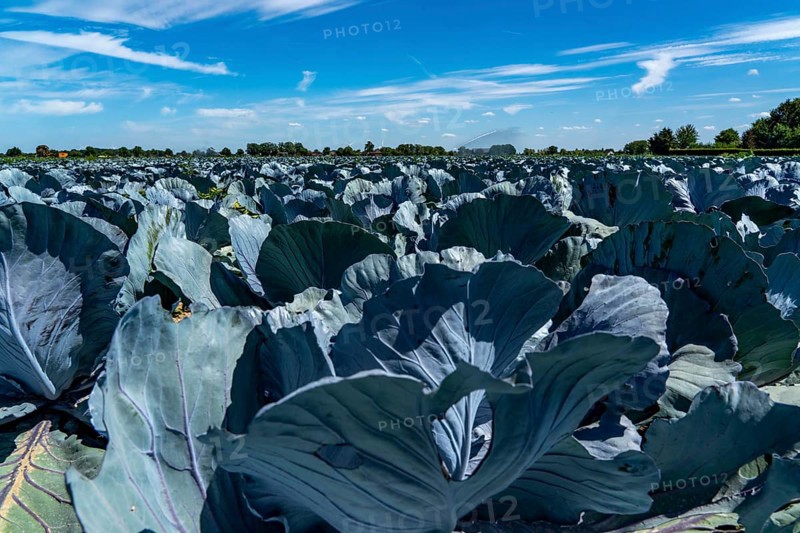 Vegetable cultivation, field with red cabbage, red cabbage, near Krefeld, North Rhine-Westphalia, Germany, Europe