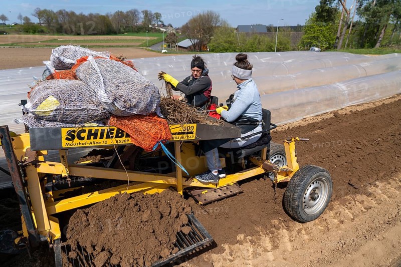 Asparagus farm, asparagus plant, planted in a field, with a planting machine, after a good year the first asparagus grows from the rhizome, the plant remains in the ground for up to 10 years and can be harvested, pricked, near Dormagen, Rhineland, North Rhine-Westphalia, Germany, Europe