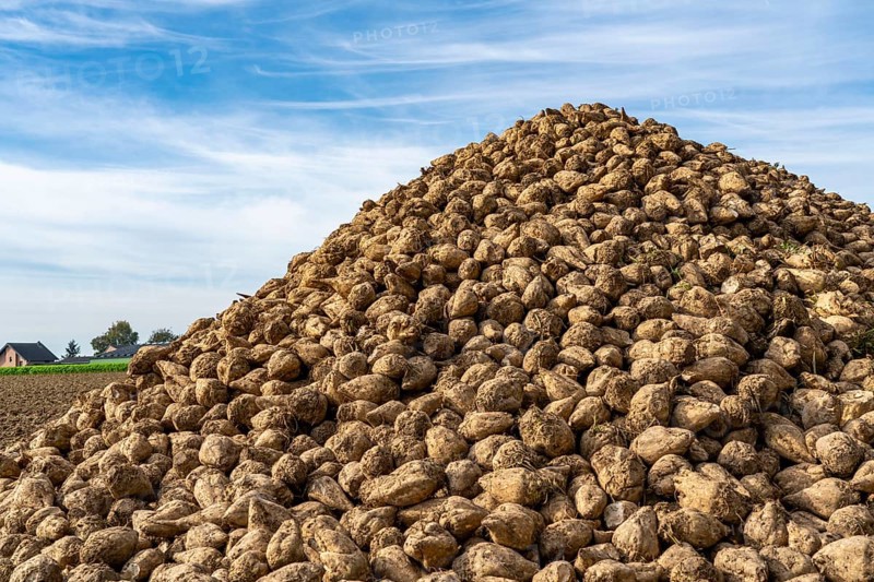 Agriculture, sugar beets are stacked at the edge of the field after harvesting, beet pile, intermediate storage in front of transport to the sugar factory, near Grevenbroich, North Rhine-Westphalia, Germany, Europe
