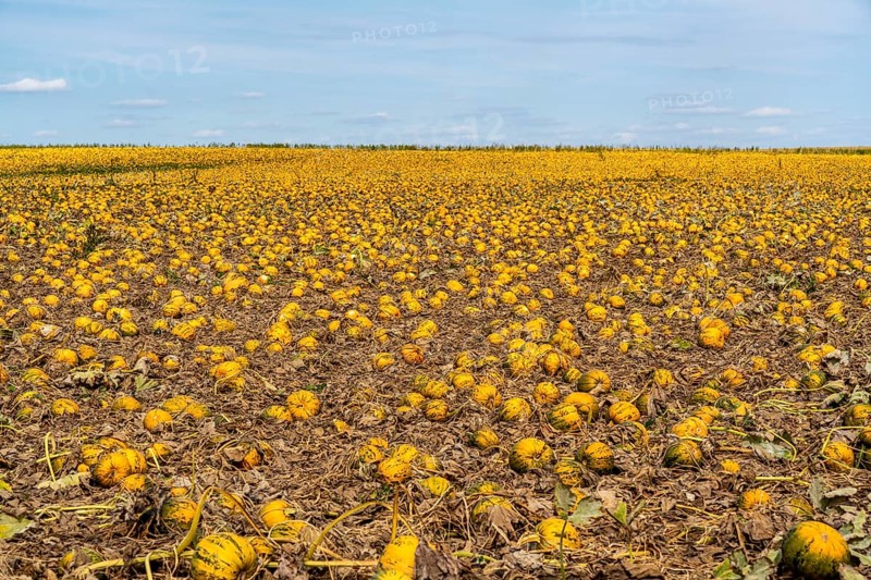 Field with Styrian oil pumpkins, partly dried up due to the drought in summer 2020, on the Lower Rhine near Uedem, North Rhine-Westphalia, Germany, Europe
