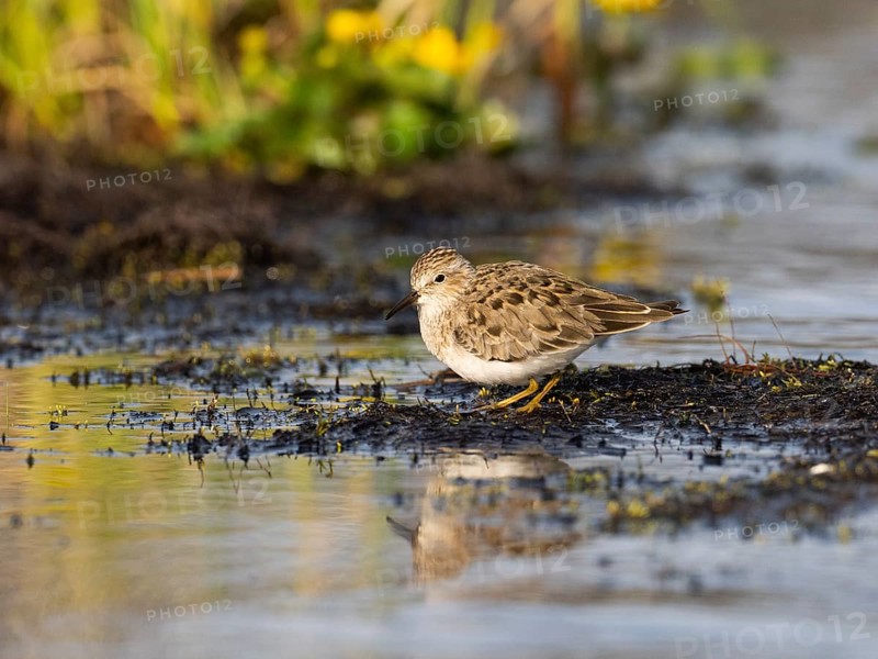 Temminck's Stint (Calidris temminckii), at edge of stream, Finnmark, Norway, Europe