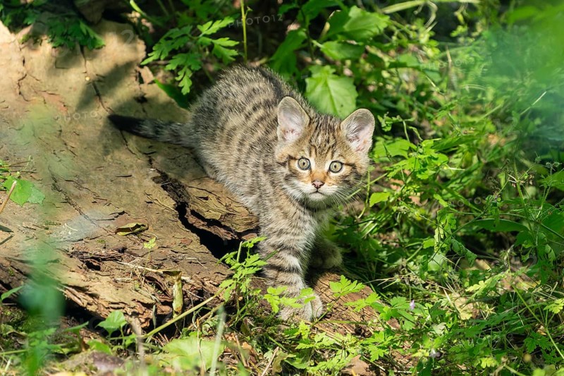 A striped kitten in the forest, looking curiously, wildcat (Felis silvestris), kittens, Germany, Europe