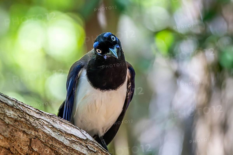 Black chested jay (Cyanocorax affinis), Aviario Nacional de Colombia, Via Baru, Province of Cartagena, Bolivar, Colombia, South America