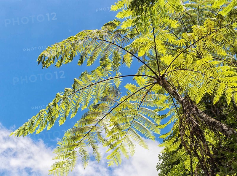 Giant green fern leaves in the jungle. Malaysia