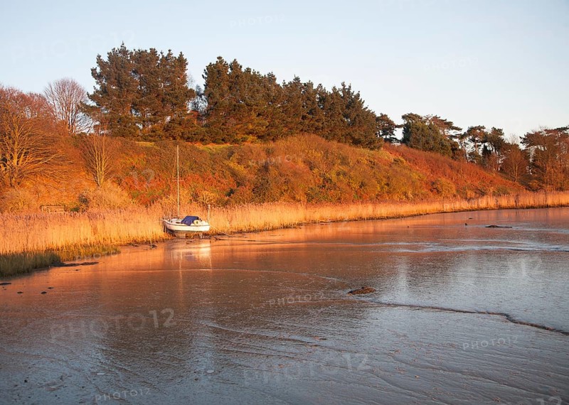 Yacht moored amongst reeds on the River Deben, Ramsholt, Suffolk, England, United Kingdom, Europe