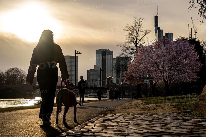 Bank of the Main in Frankfurt, Spring, Hesse, Germany, Europe