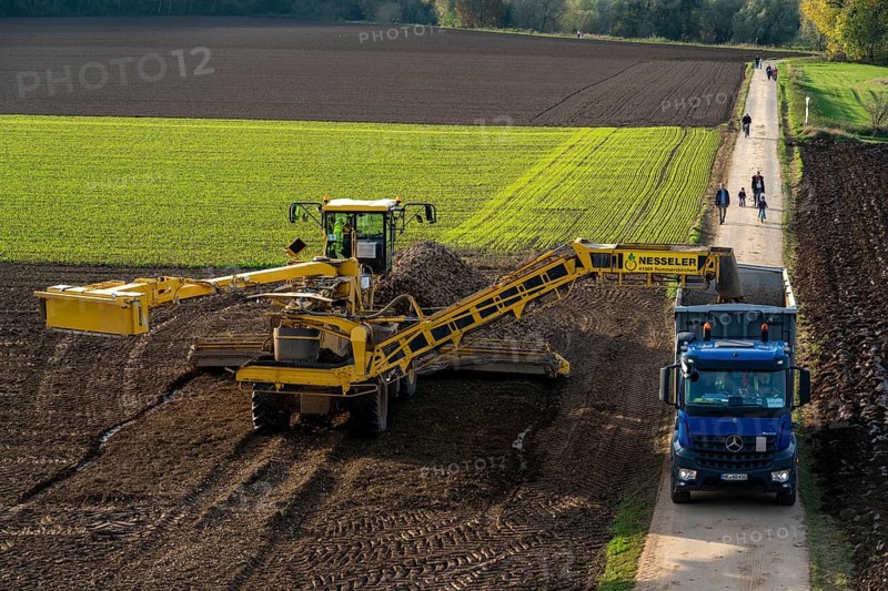 Sugar beet harvest, loading the harvested beet onto a lorry with a self-propelled cleaning loader for sugar beet, Neuss, North Rhine-Westphalia, Germany, Europe
