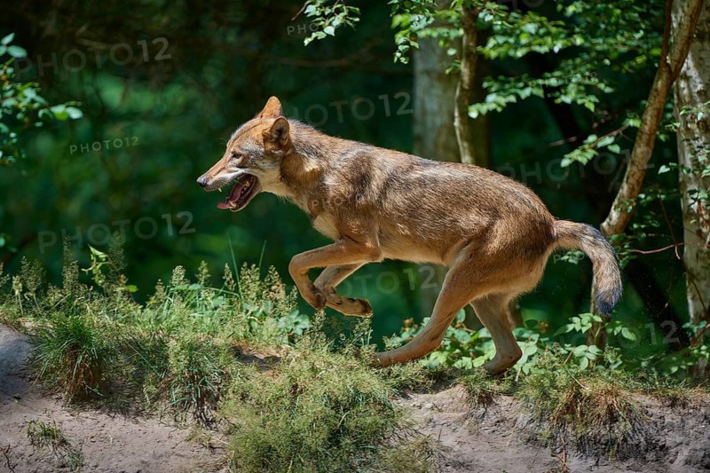 Gray wolf (Canis lupus), jumping in the forest, on a sandy hill, surrounded by green leaves and trees, summer, Germany, Europe