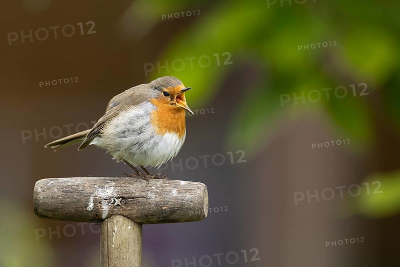 European robin (Erithacus rubecula) adult bird singing on a garden fork handle in the summer, Suffolk, England, United Kingdom, Europe