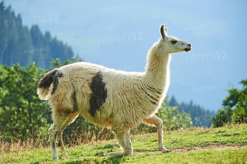 Llama (Lama glama) standing on a meadow in the mountains in tirol, Kitzbühel, Wildpark Aurach, Austria, Europe