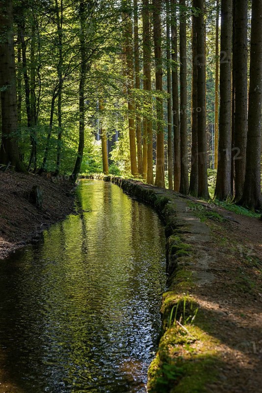 Stream and hiking trail in the forest, Heidenwuhr, Rickenbach, Hotzenwald, Southern Black Forest, Black Forest, Baden-Württemberg, Germany, Europe