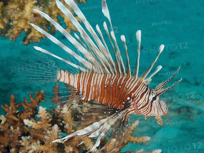 Pacific red lionfish (Pterois volitans), dive site House Reef, Mangrove Bay, El Quesir, Red Sea, Egypt, Africa