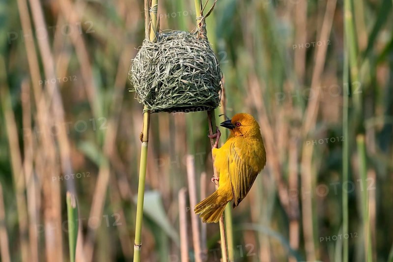 Eastern golden weaver (Ploceus subaureus), adult, male, at nest, Saint Lucia Estuary, Isimangaliso Wetland Park, Kwazulu Natal, South Africa, Africa