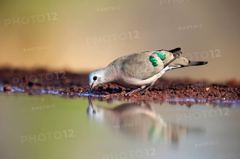 Emerald-spotted wood dove (Turtur chalcospilos), adult, at the water, drinking, Kruger National Park, Kruger National Park, Krugerpark, South Africa, Africa