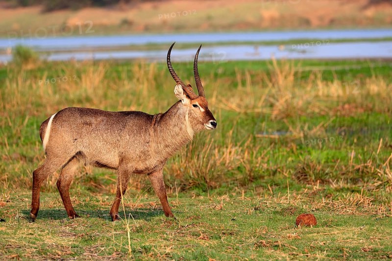 Ellipsen waterbuck (Kobus ellipsiprymnus), adult, male, foraging, vigilant, Kruger National Park, Kruger National Park, Krugerpark, South Africa, Africa