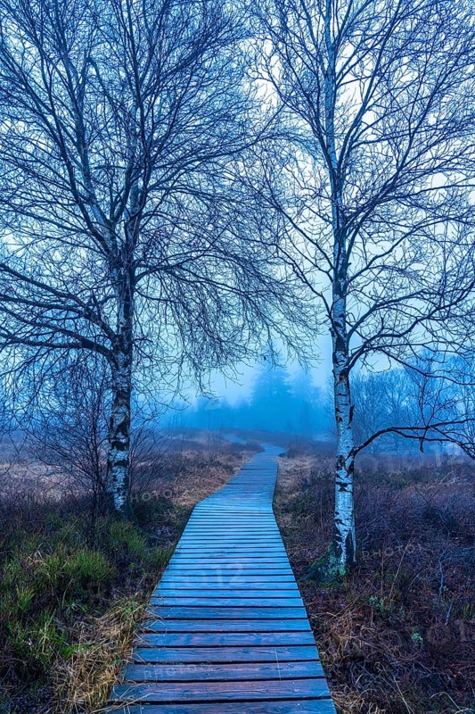 The High Fens nature park Park, in the German-Belgian border region near Eupen, winter, fog, wooden plank paths south of the N67, near Ternell, Eupen, Belgium, Europe