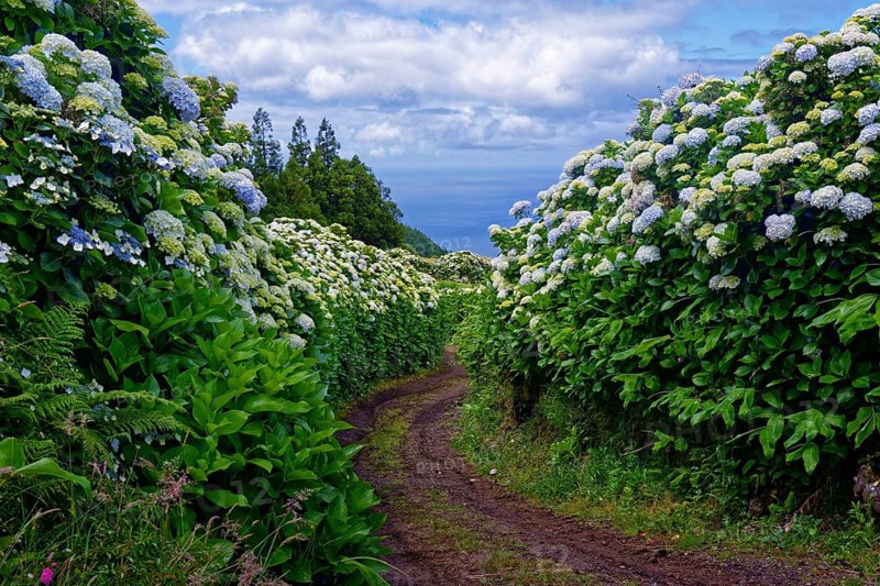 A natural path leads through a tunnel of flowering hydrangea bushes (Hydrangea), Caldeira das Sete Cidades, Sete Cidades, Sao Miguel Island, Azores, Portugal, Europe