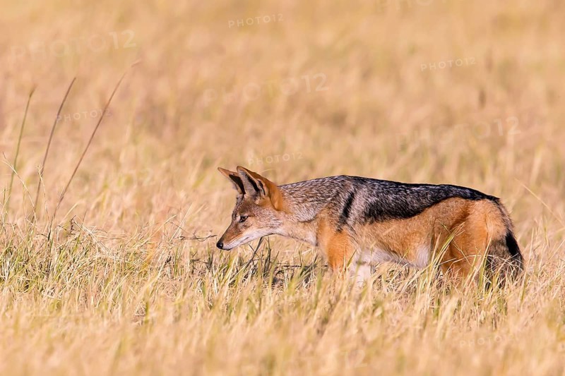Africa, Botswana, black-backed jackal, Canis mesomelis, Botswana, Botswana, Africa
