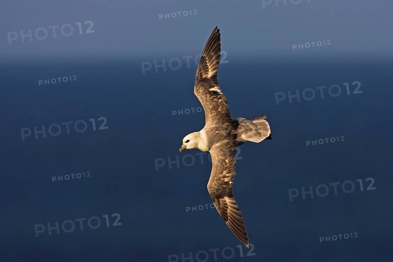 Fulmar, (Fulmarus glacialis), Heligoland, island of Heligoland, Schleswig-Holstein, Federal Republic of Germany