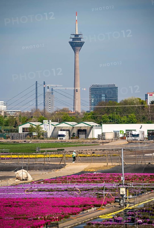 Nursery, plant breeding, ornamental plants grow in flower pots, outdoors, Düsseldorf-Volmerswerth, Germany, Europe
