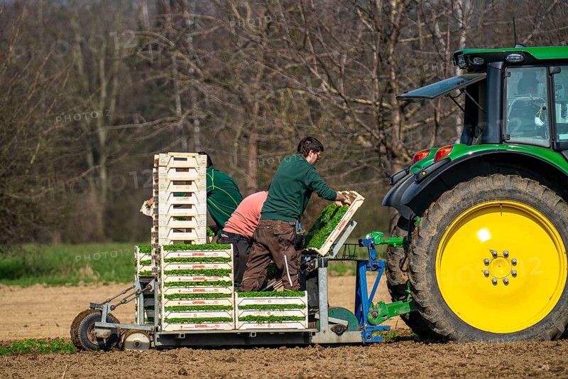 Agriculture, herb gardening, parsley is planted in rows in a field with a planting machine