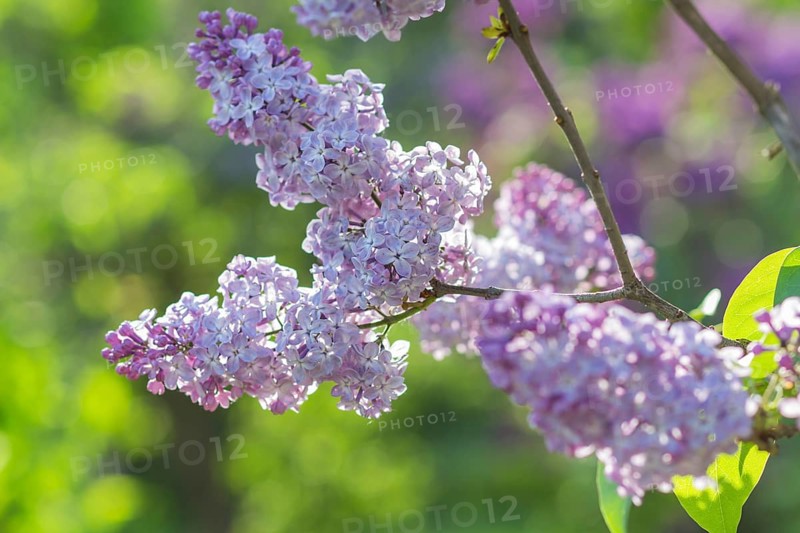 Blooming lilac in the botanical garden in spring