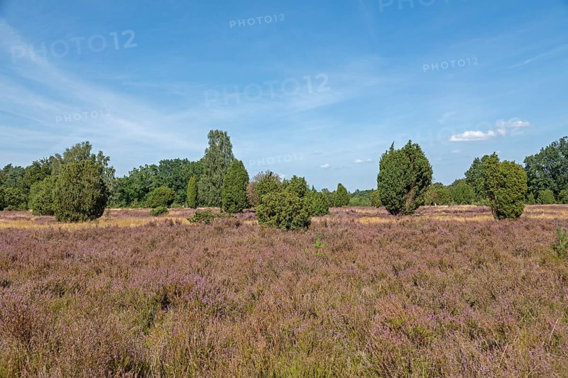 Heather blossom, juniper (Juniperus communis), near Wilsede, Bispingen, Lüneburg Heath, Lower Saxony, Germany, Europe