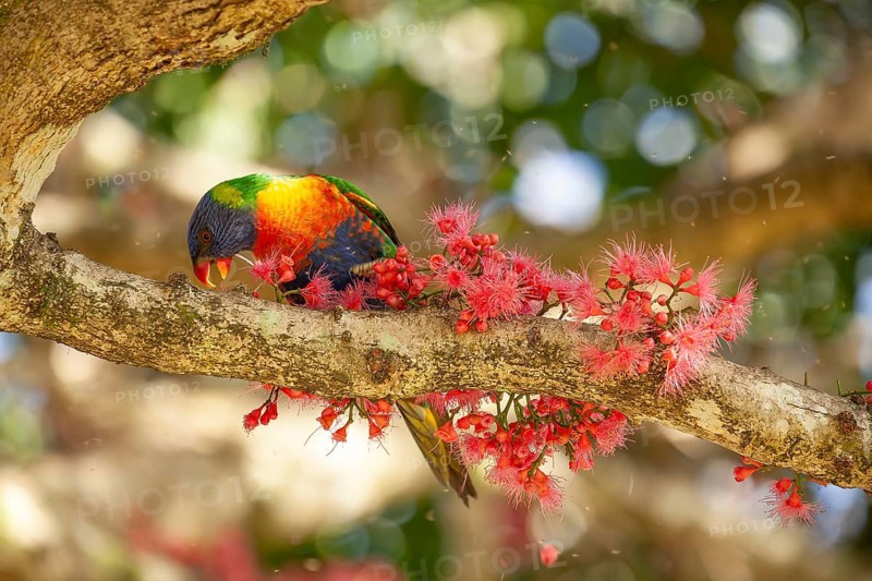 Rainbow lorikeet eating flowers of a sub-tropical rainforest tree Syzygium moorei or Coolamon tree in Mullumbimby in NSW Australia