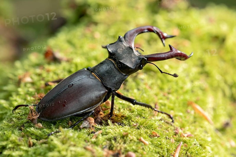 Stag beetle (Lucanus cervus), horned beetle, fire beetle, male with large mandibles, upper jaw, antlers, in the forest on moss on a tree stump, endangered species, species protection, nature conservation, rare, Raumertswald, Vogelsberg Volcanic Region nature park Park, Nidda, Wetterau, Hesse, Germany, Europe