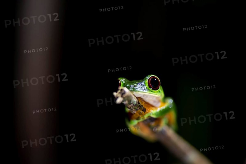 Red-eyed tree frog (Agalychnis callidryas), sitting on a branch, at night in the tropical rainforest, Puntarenas province, Costa Rica, Central America