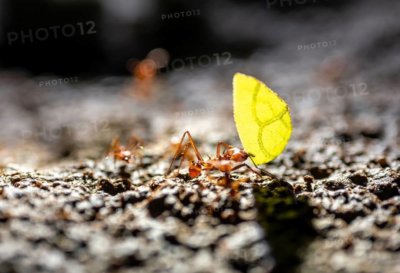 Leafcutter ant (Atta cephalotes) carrying a piece of leaf, at night in the tropical rainforest, Refugio Nacional de Vida Silvestre Mixto Bosque Alegre, Alajuela province, Costa Rica, Central America